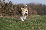 CORGI PEMBROKE 840